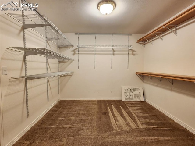 spacious closet featuring carpet floors