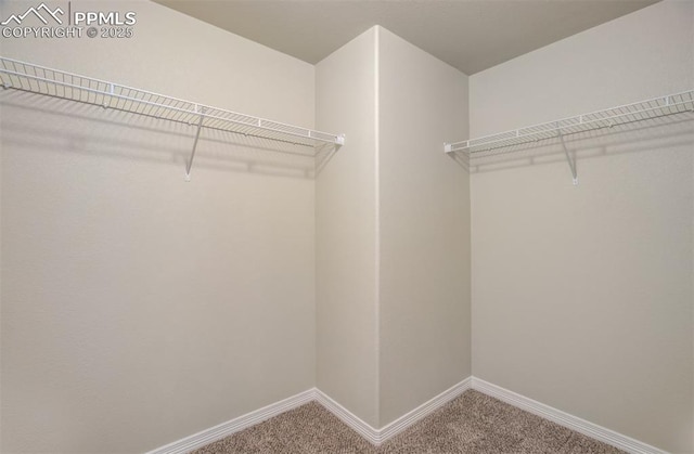 walk in closet with carpet floors