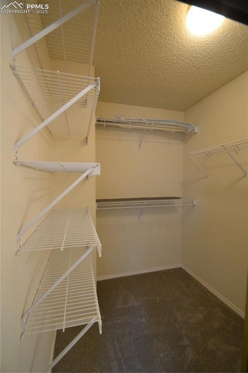 spacious closet with carpet floors