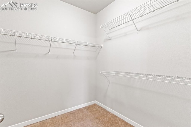 walk in closet with carpet