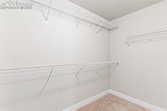 walk in closet with carpet flooring