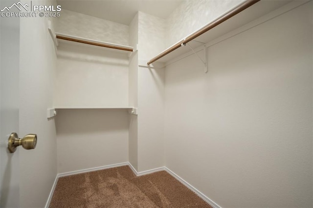 spacious closet featuring carpet flooring