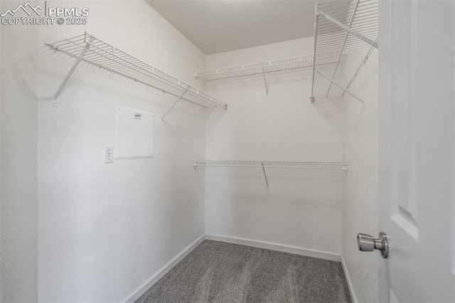 walk in closet featuring carpet flooring