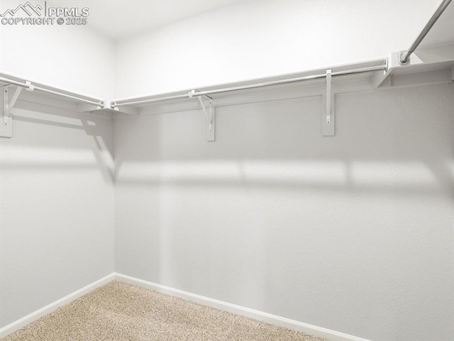 spacious closet featuring carpet flooring