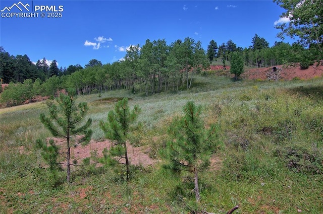 view of local wilderness