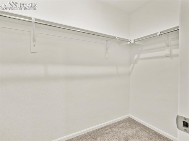 spacious closet with carpet