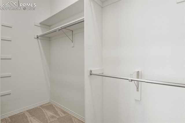 walk in closet featuring carpet floors