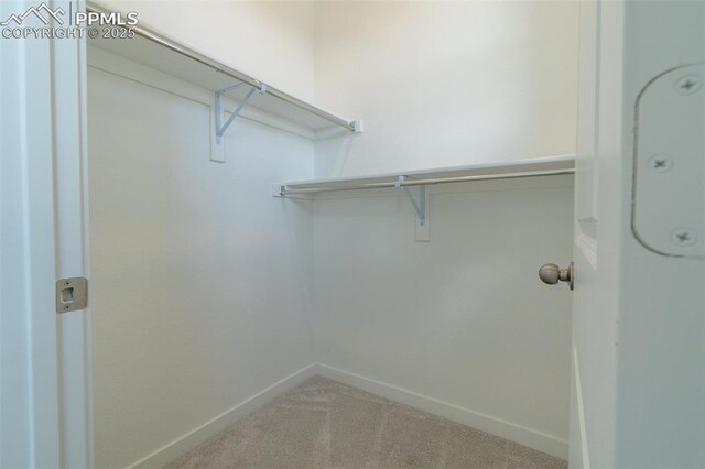 spacious closet with carpet