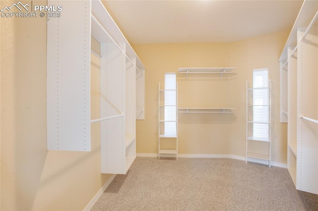 walk in closet with carpet flooring
