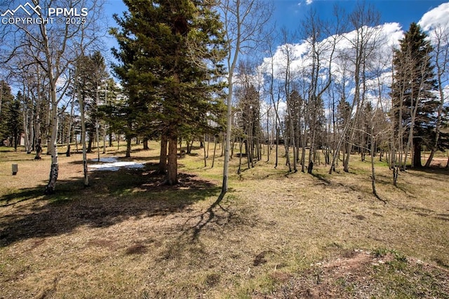 555 Elfin Glen Dr, Divide, CO 80814 - view of local wilderness