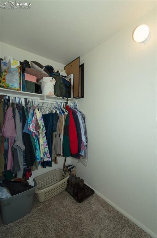 walk in closet featuring carpet floors