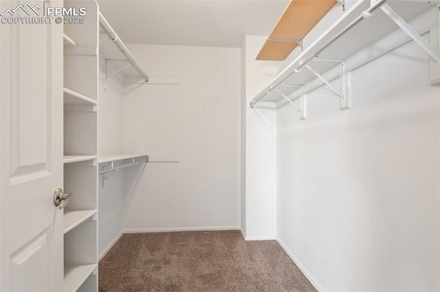 walk in closet featuring carpet flooring