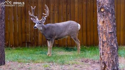 500 W Kellys Rd, Woodland Park, CO 80863 - view of stable