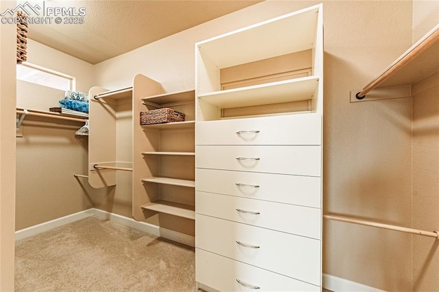 spacious closet featuring carpet flooring