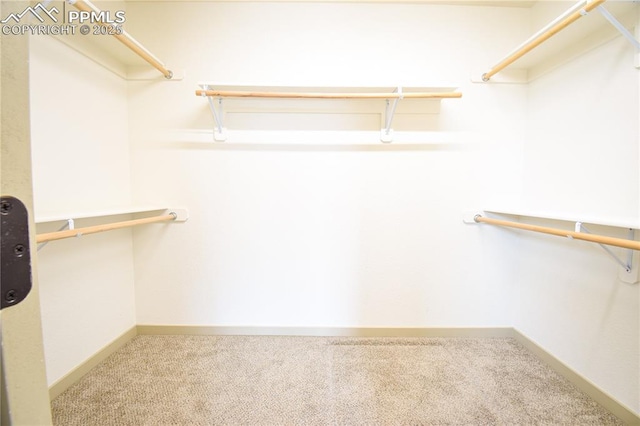 walk in closet with carpet floors