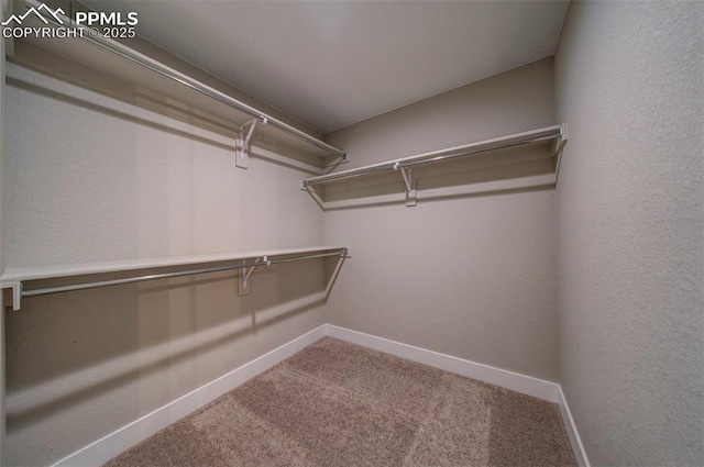 spacious closet featuring carpet flooring
