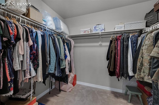 spacious closet featuring carpet floors