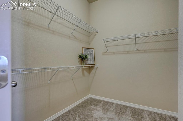 walk in closet with carpet