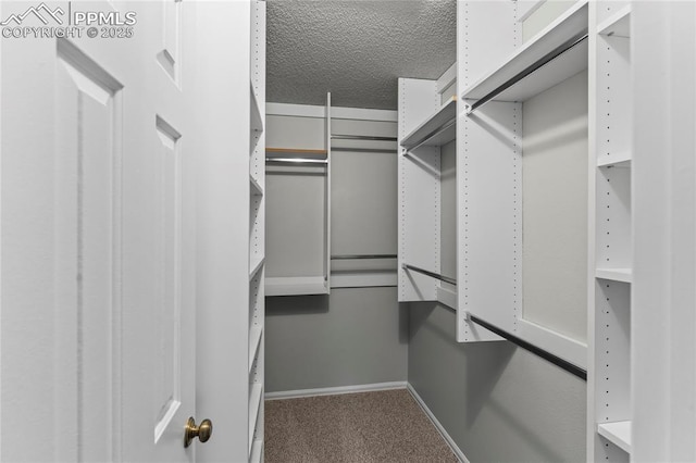 spacious closet featuring carpet floors