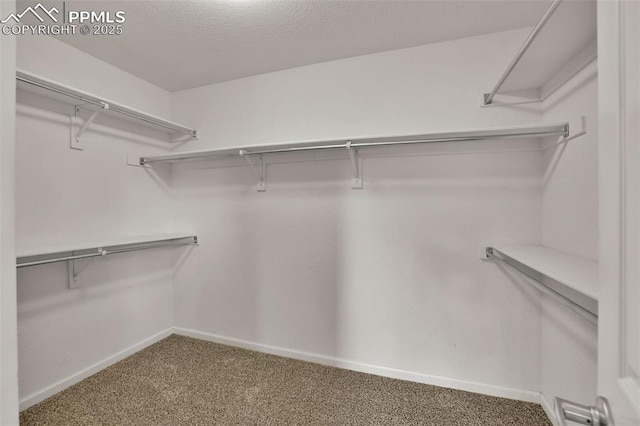 walk in closet with carpet floors