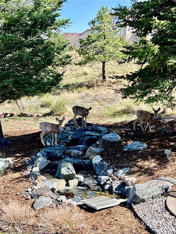 8005 Hedgewood Way, Colorado Springs, CO 80919 - view of yard