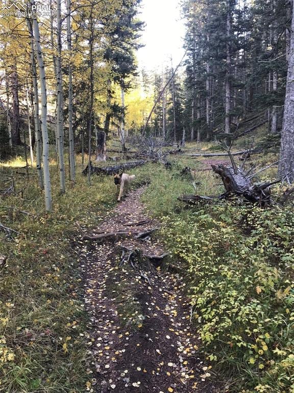 74 Buckskin Cir, Florissant, CO 80816 - view of yard featuring a wooded view