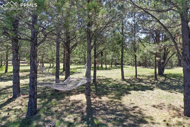 390 E Stirrup Trl, Monument, CO 80132 - view of green lawn