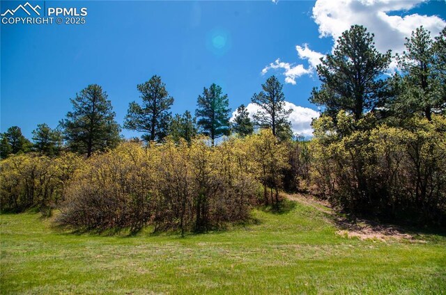 797 Forest View Way, Monument, CO 80132 - view of woods