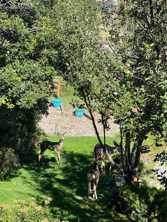 105 Pauma Valley Dr, Colorado Springs, CO 80921 - view of green lawn