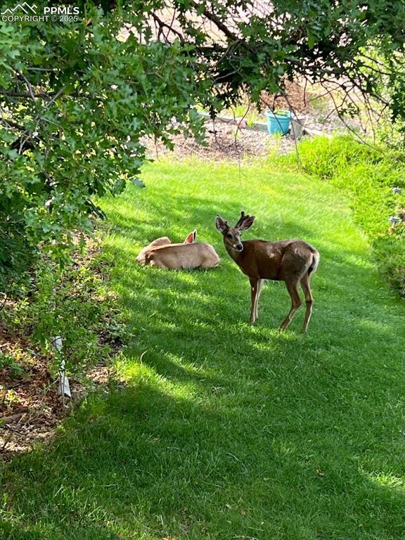 105 Pauma Valley Dr, Colorado Springs, CO 80921 - view of grassy yard