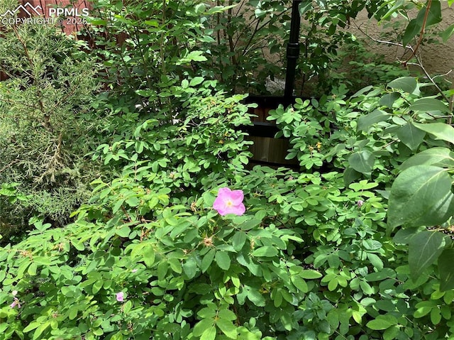 686 Echo Ln, Colorado Springs, CO 80904 - view of nature