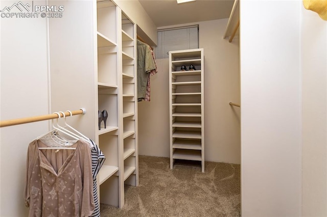1017 N Sheridan Ave, Colorado Springs, CO 80909 - spacious closet with carpet