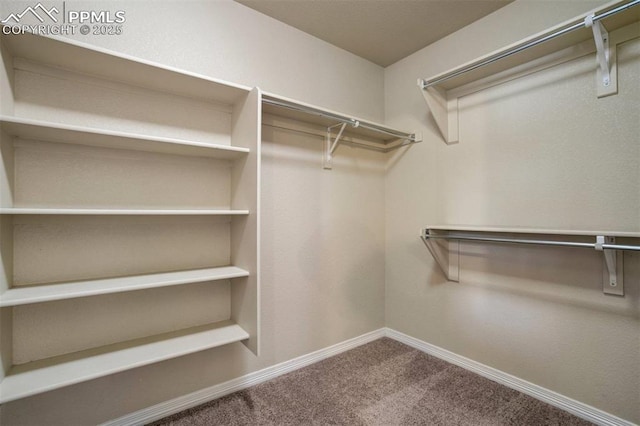 2305 Reed Grass Way, Colorado Springs, CO 80915 - walk in closet featuring carpet floors