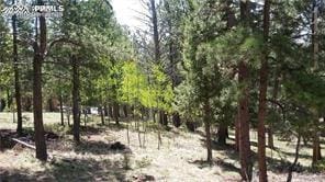 376 Gardenia Rd, Woodland Park, CO 80863 - view of local wilderness