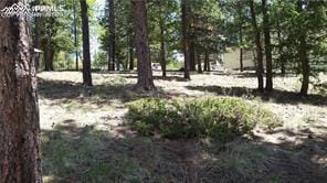 376 Gardenia Rd, Woodland Park, CO 80863 - view of yard
