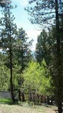 376 Gardenia Rd, Woodland Park, CO 80863 - view of tree filled area