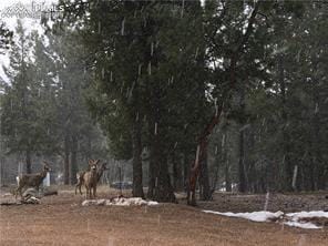 376 Gardenia Rd, Woodland Park, CO 80863 - view of yard