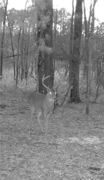 802 County Road 50, Tuskegee, AL 36083 - photo 20