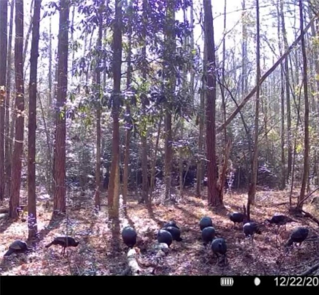 802 County Road 50, Tuskegee, AL 36083 - photo 18