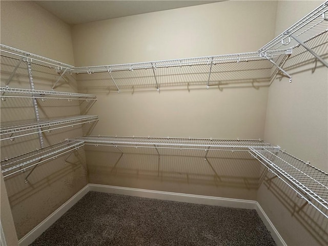 walk in closet with carpet flooring