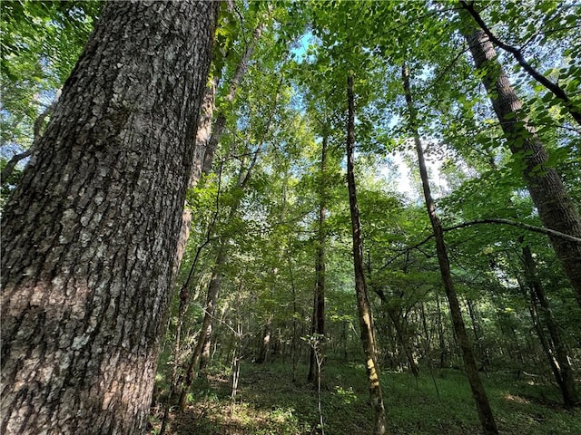 6200 Jackson, Waverly, AL 36879 - photo 6