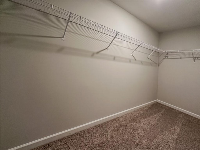 spacious closet featuring carpet flooring