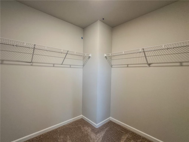 walk in closet with carpet flooring