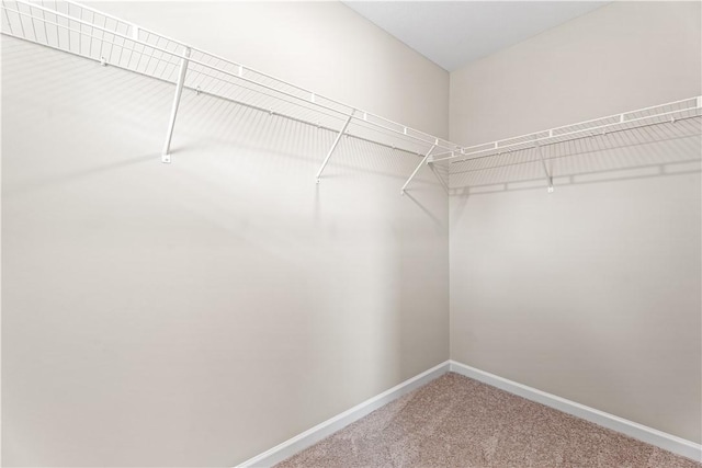 spacious closet featuring carpet
