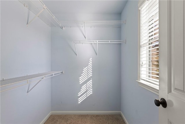 walk in closet featuring carpet floors