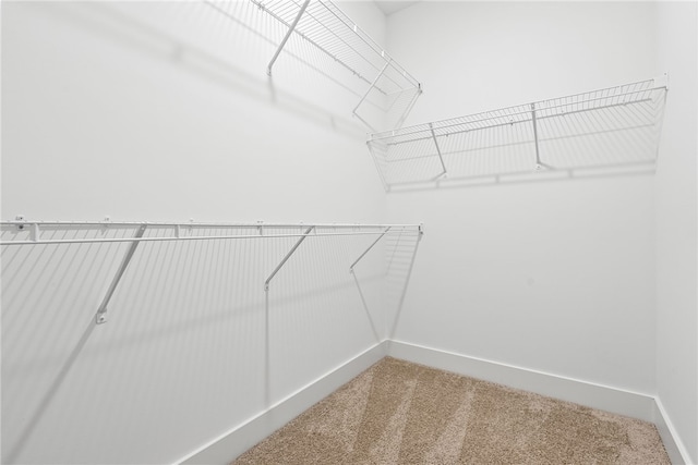 spacious closet featuring carpet floors