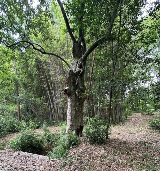 1030 S Gay St, Auburn, AL 36830 - view of woods
