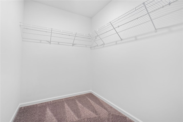 spacious closet featuring carpet floors