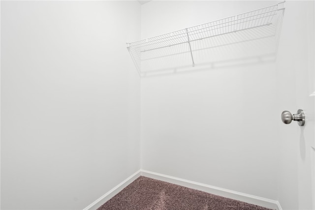 walk in closet featuring carpet floors