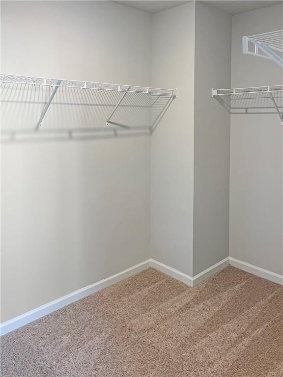 walk in closet featuring carpet